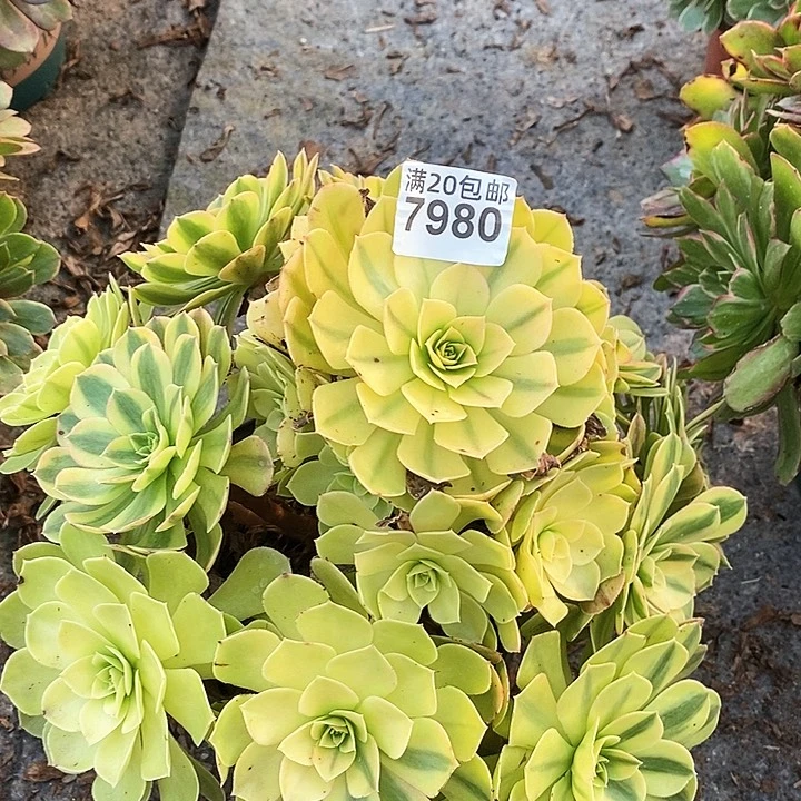 7980 一颗雨何法师多肉