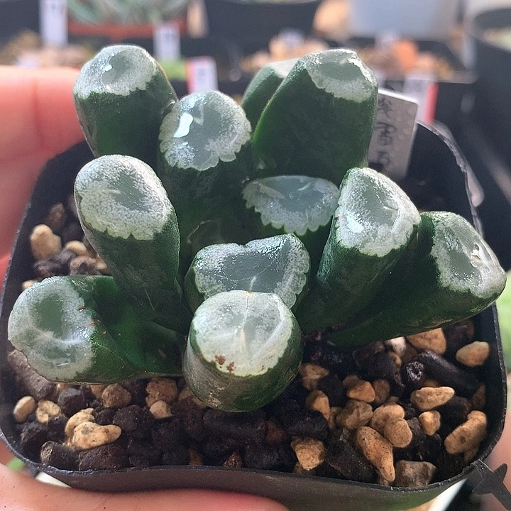 5号残雪万象带盆土