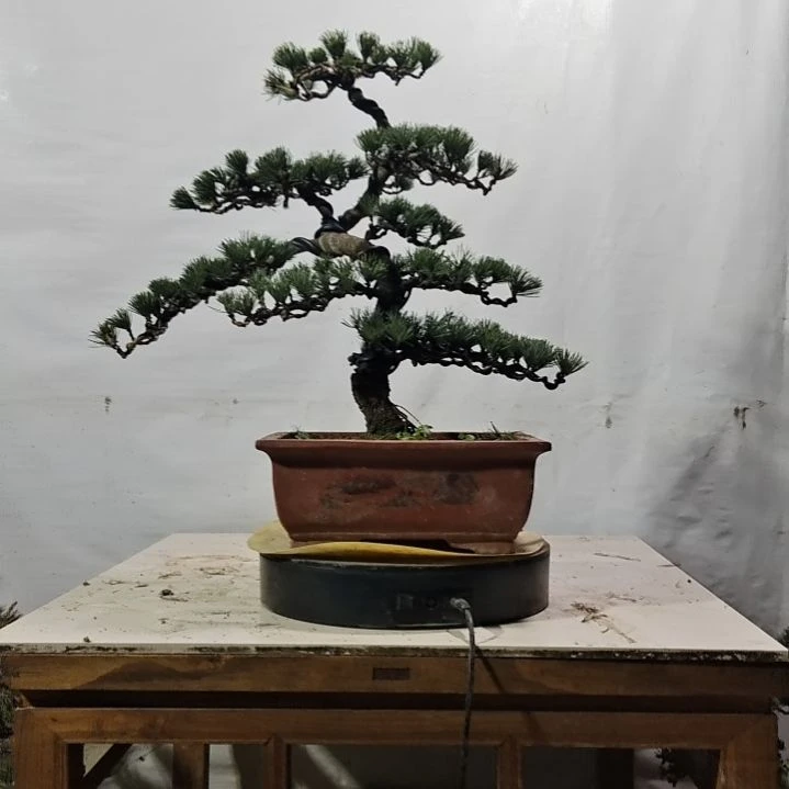 五针松老盆口老桩老盆