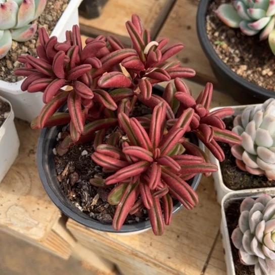 C****g红背椒草 夏鸣园艺