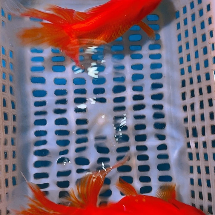 金鱼赵*子金鱼宠粉福利开始