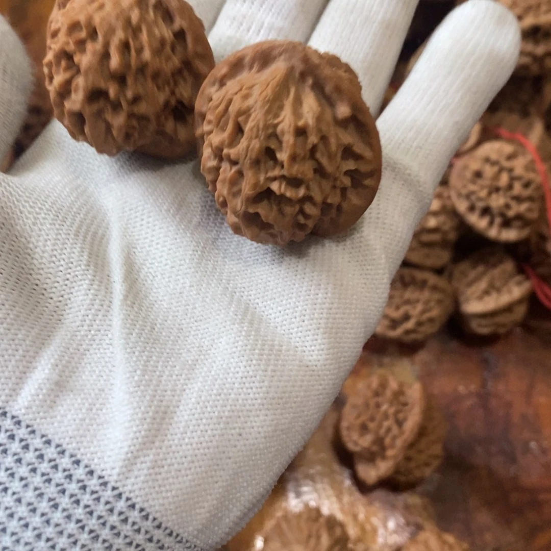 p****o秦岭野生核桃金公子