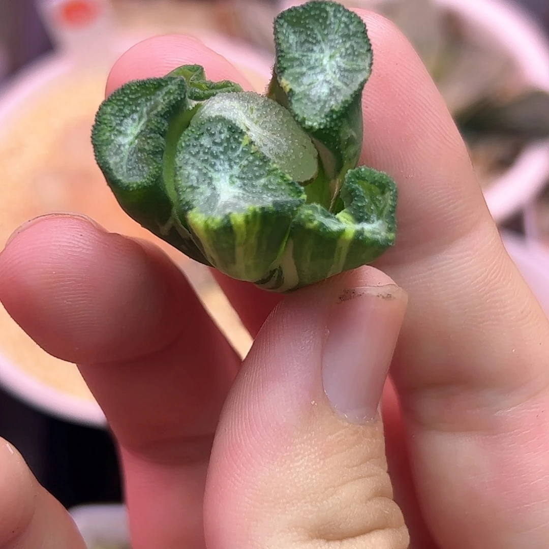 大爆炸杂卡罗拉万象
