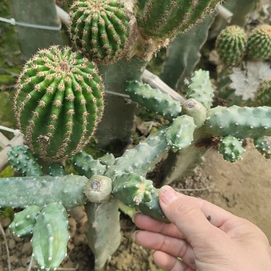 仙人球水仙情郎侧芽三个