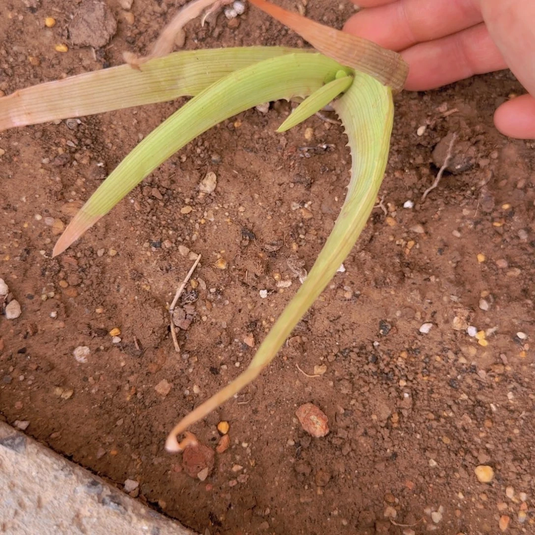 丰块根植物块根植物