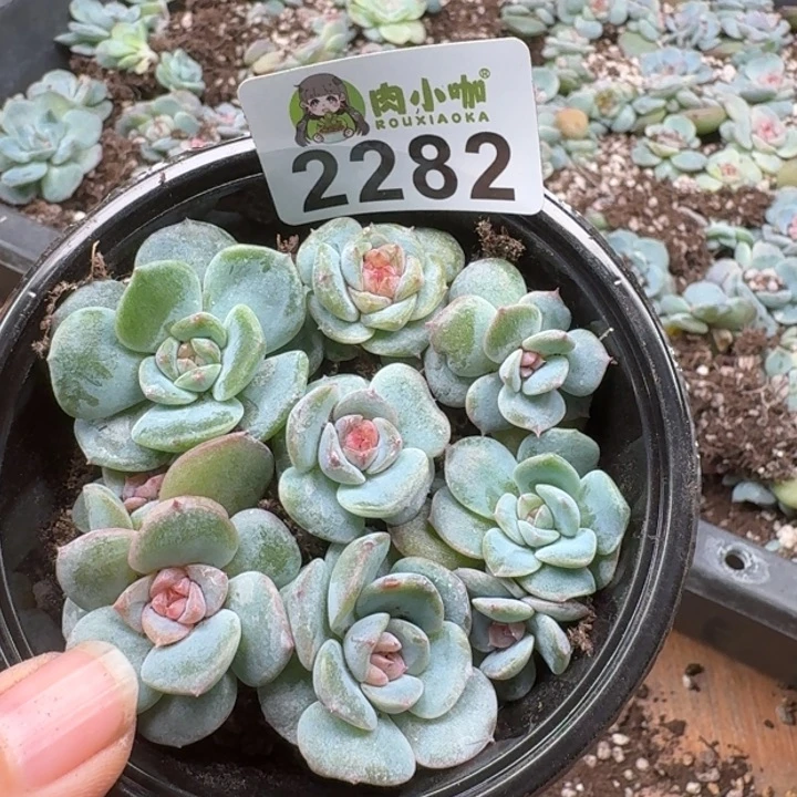 多肉植物多肉植物