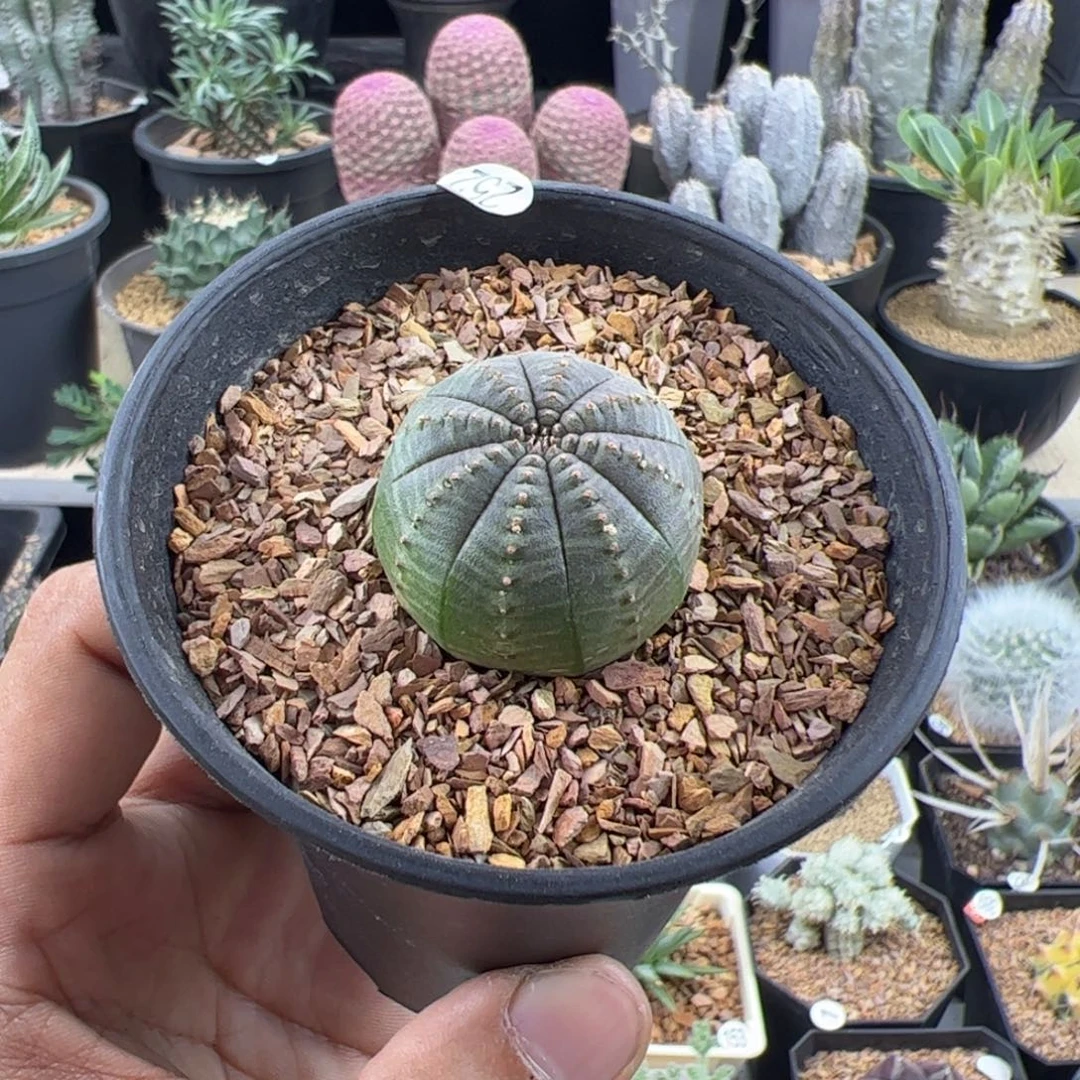 欧布实生2.9一物一拍带盆发