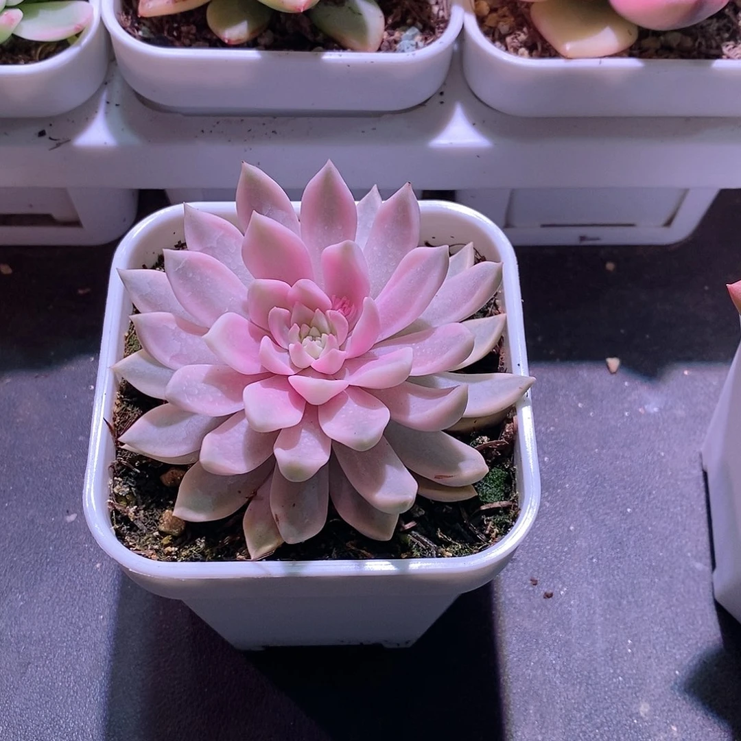 嘉丽锦多肉植物老桩