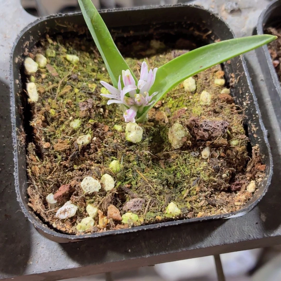 白色立金花多肉9.9包邮发货