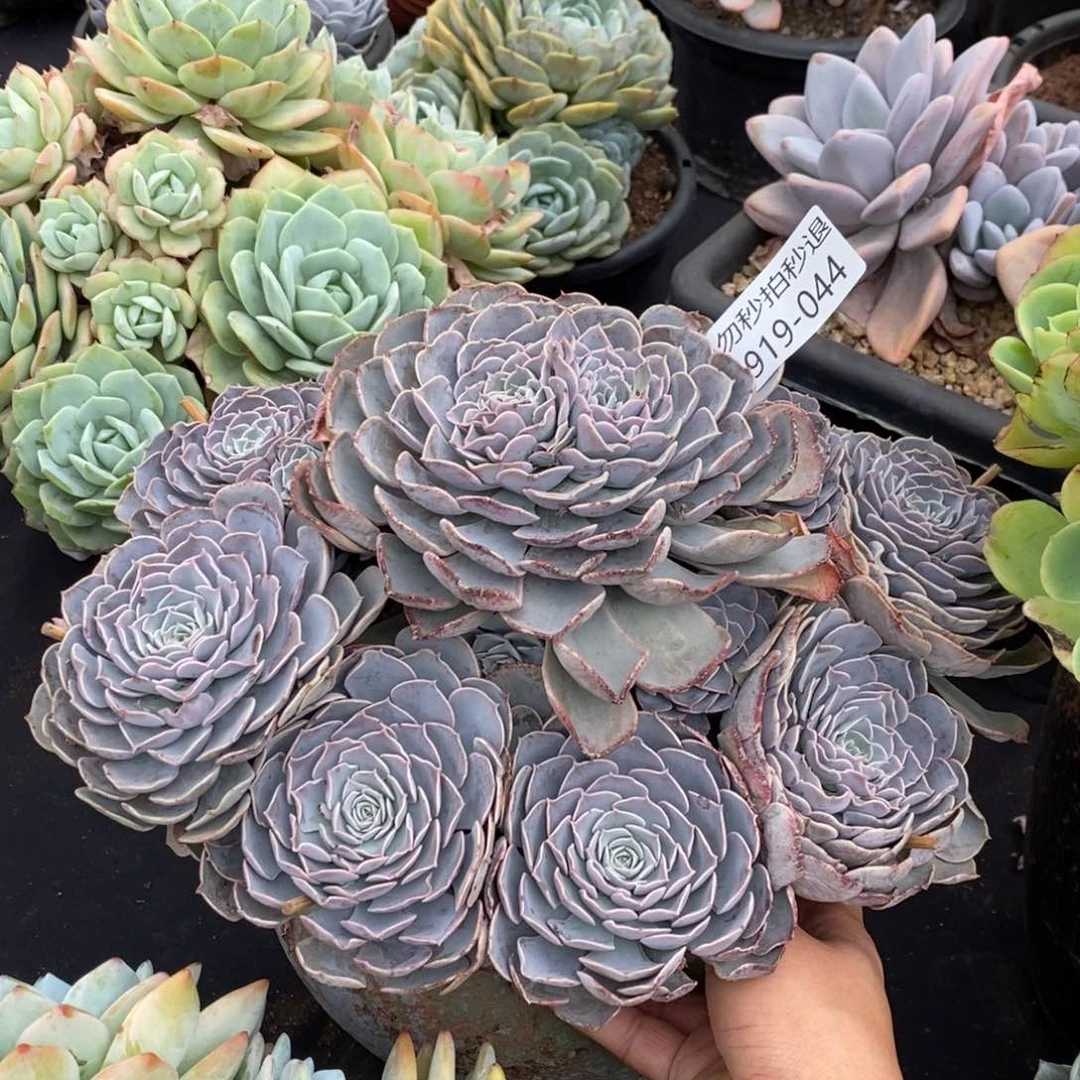 勿秒拍秒退 919-44天赐