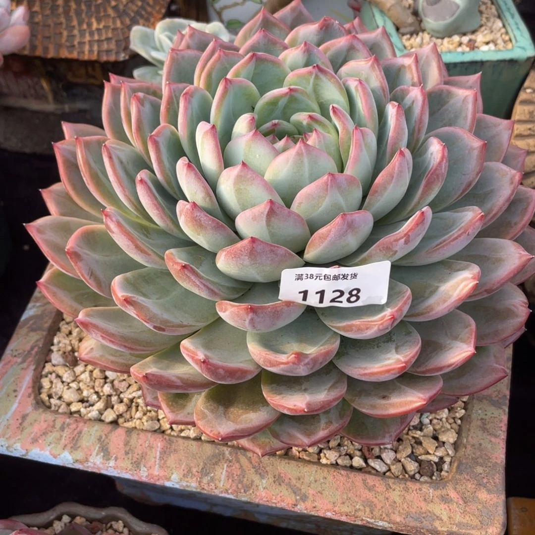 小****1128红鸾大单头多肉植物一物一拍