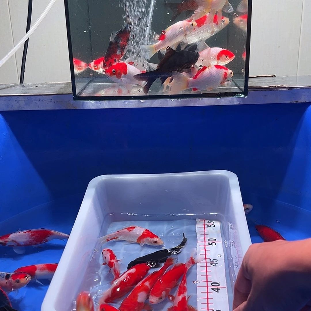 杨***少海水观赏鱼福利多多8