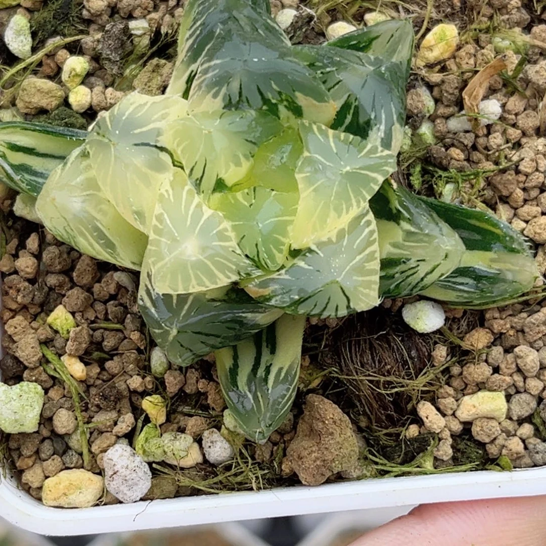 66夏末玉露锦福利专场