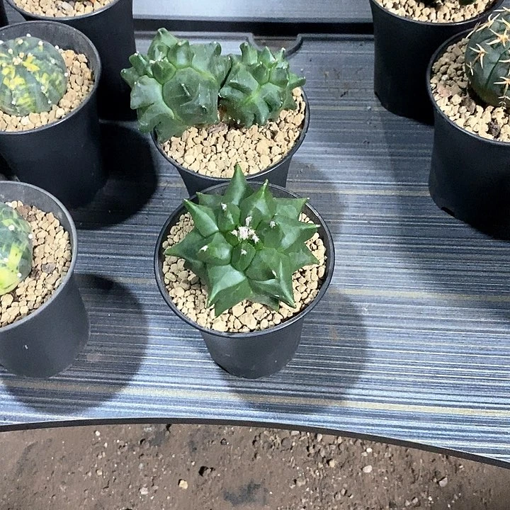 宇***萱组合2棵鸾凤玉脱土发货