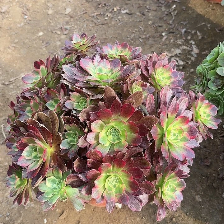 多肉植物法师安娜37