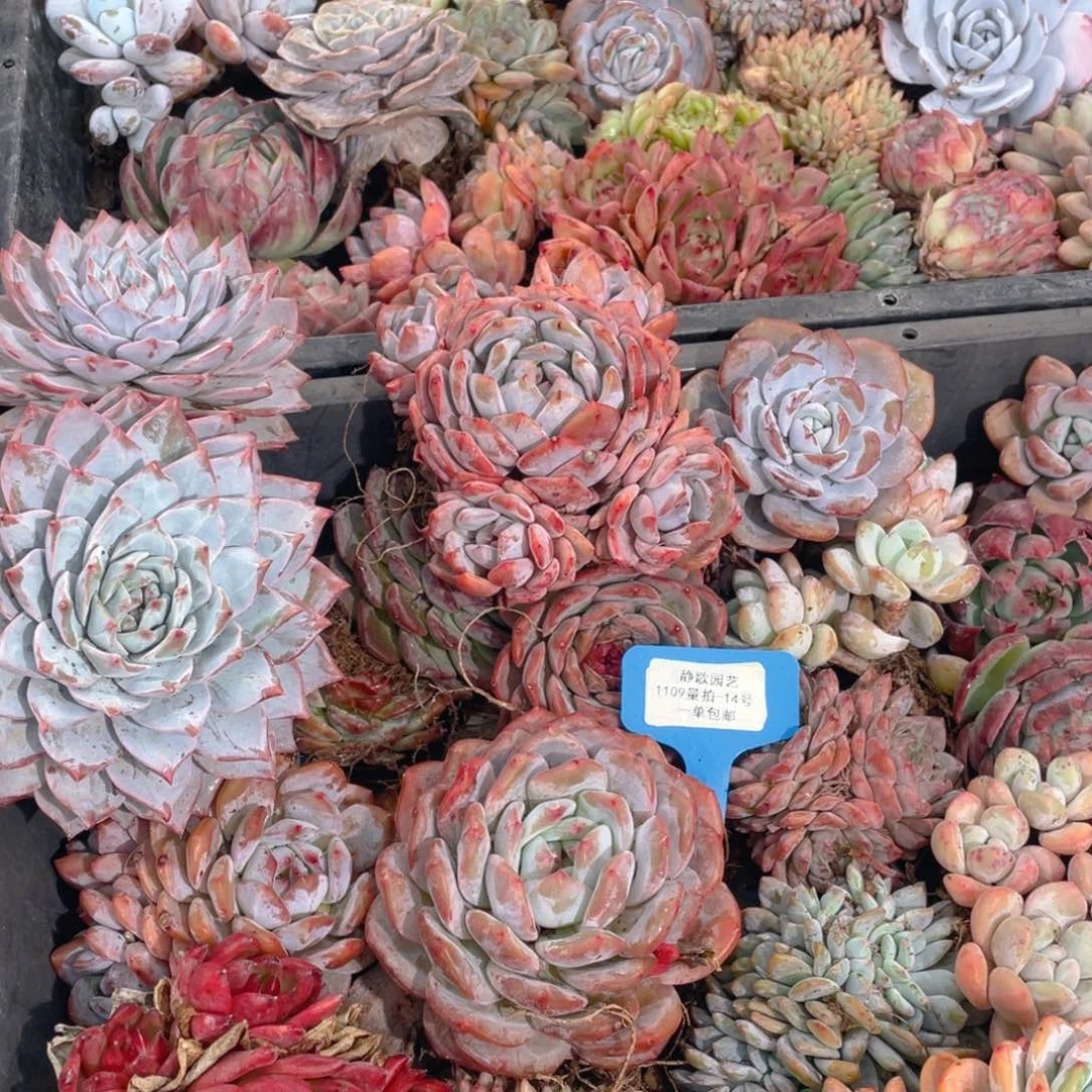 1109-14-老桩美肉组合六颗量拍