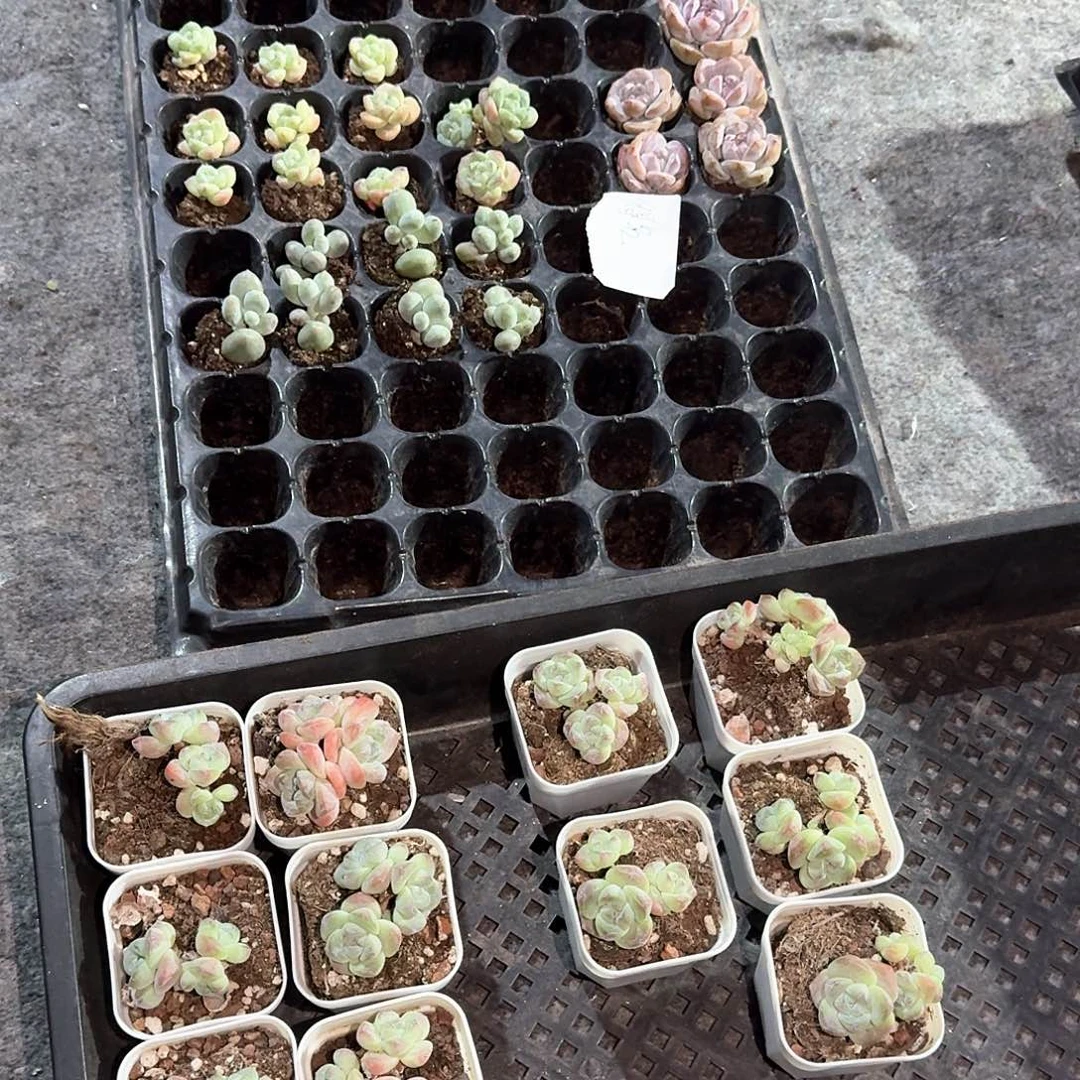 得名一物一拍专拍