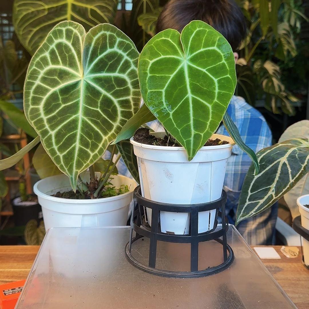 完全开放A60晨雾克莱恩