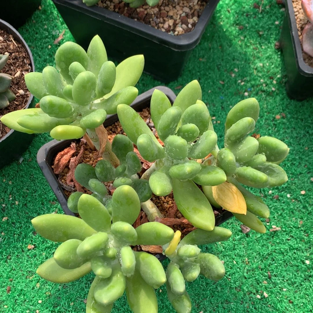 金蝉老桩无砍平头一物一拍