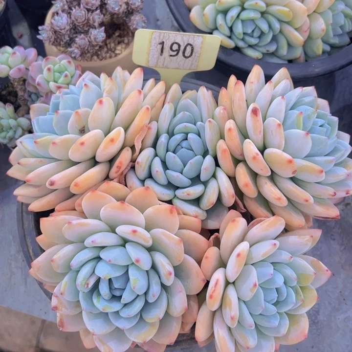 健健康康平平安安