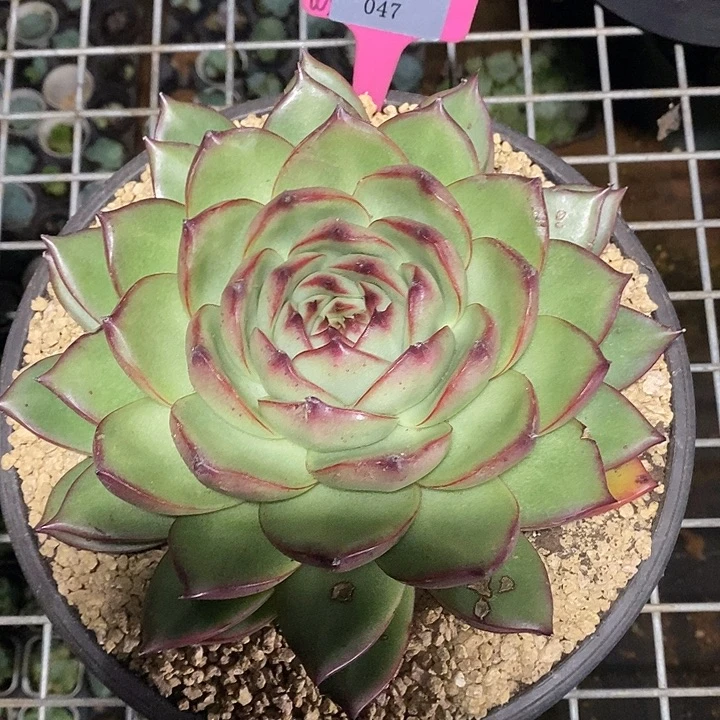 x047-多肉植物 维罗