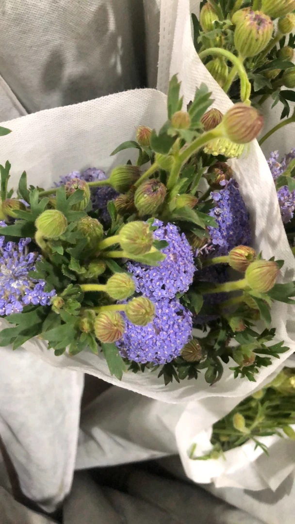 紫色翠珠云南昆明基地直发