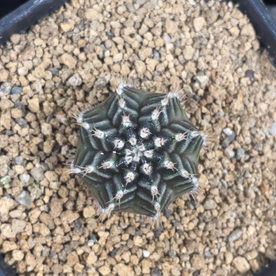 当前无花朵，栽培后可花朵新际线