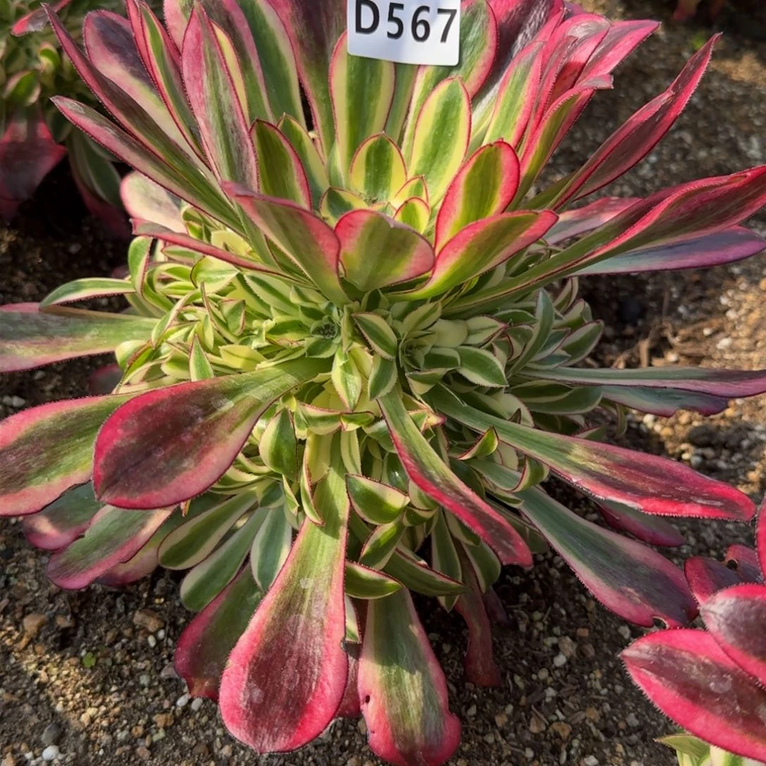 567冰淇淋多肉植物