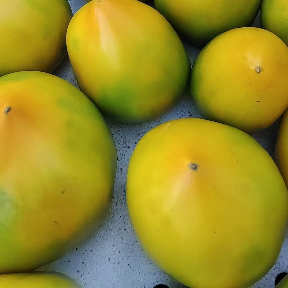 东北小园，自然成熟柿子