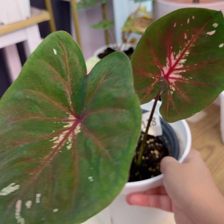 无花朵海王D2118..