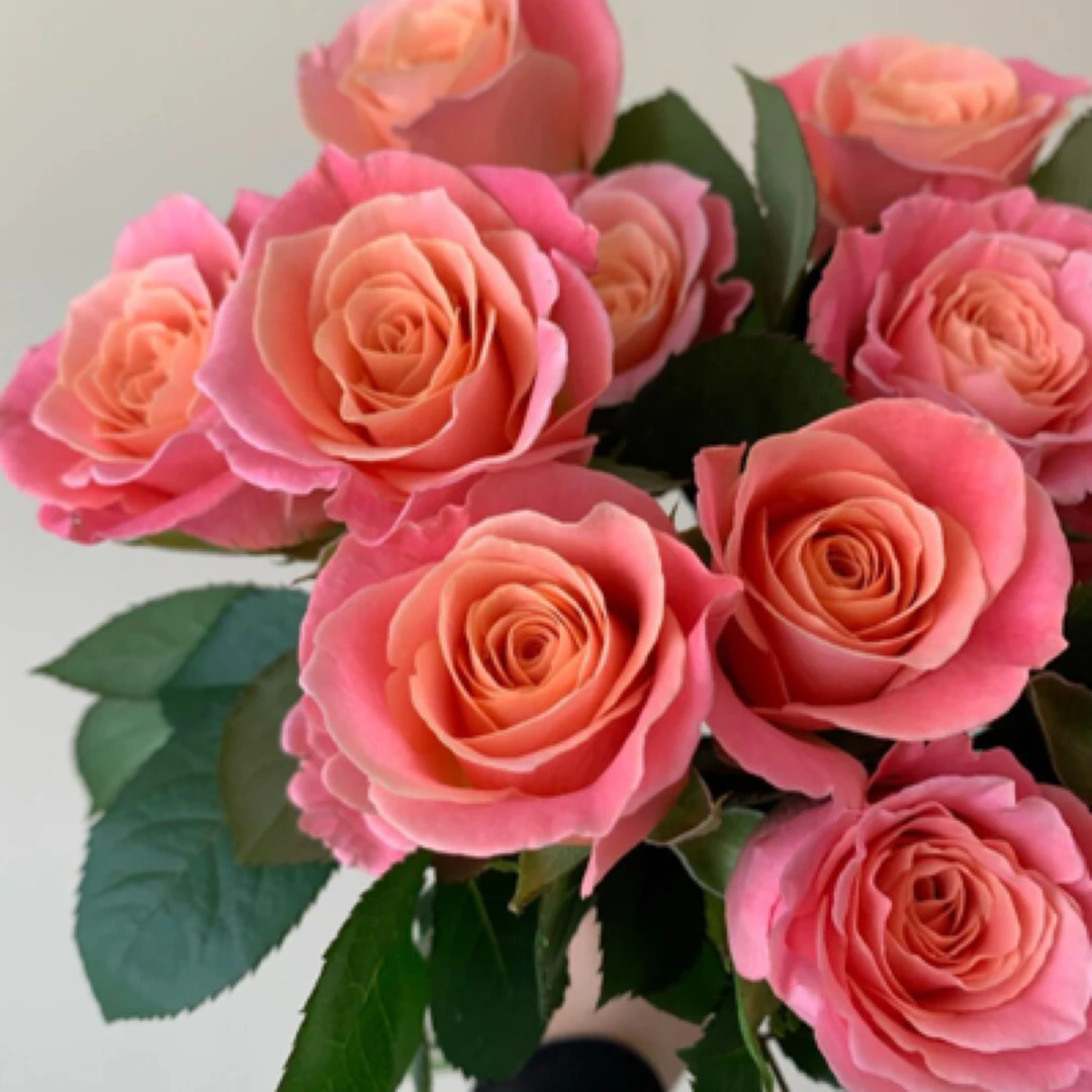 朱小姐单头玫瑰 高级感粉橘色居家养花