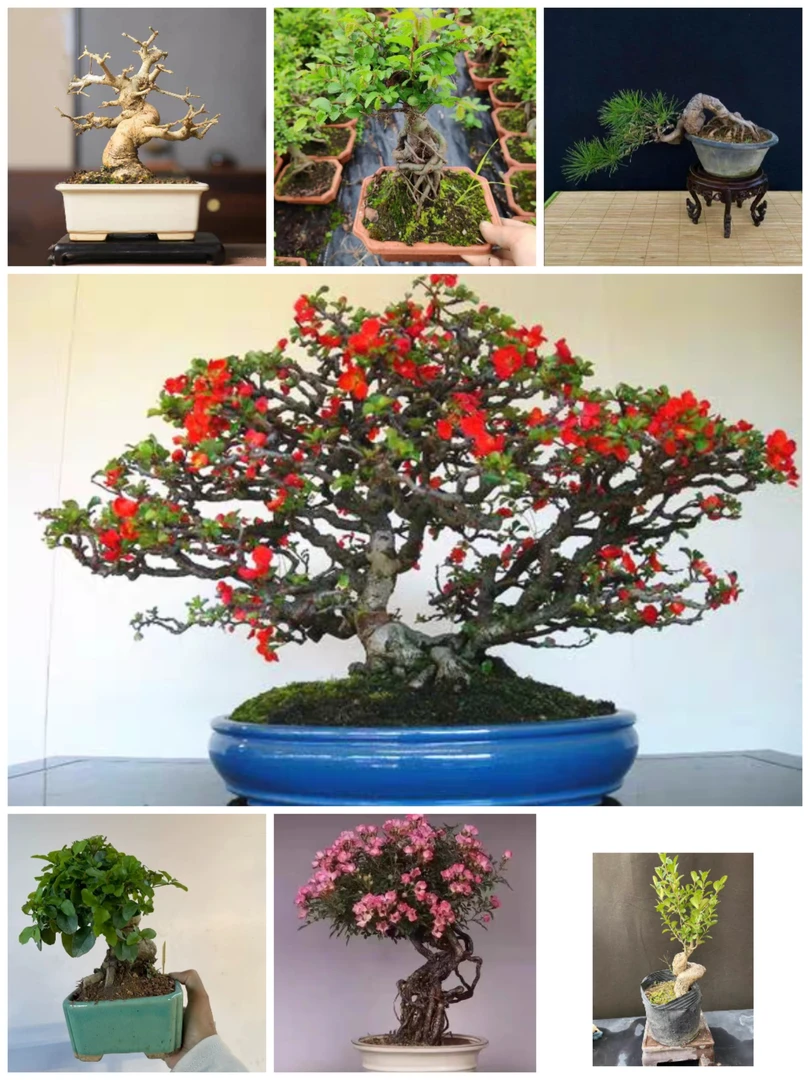 精品盆景一物一拍以直播间为准