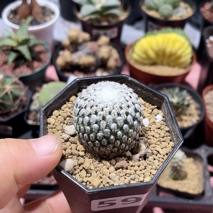 590精巧殿仙人球植物
