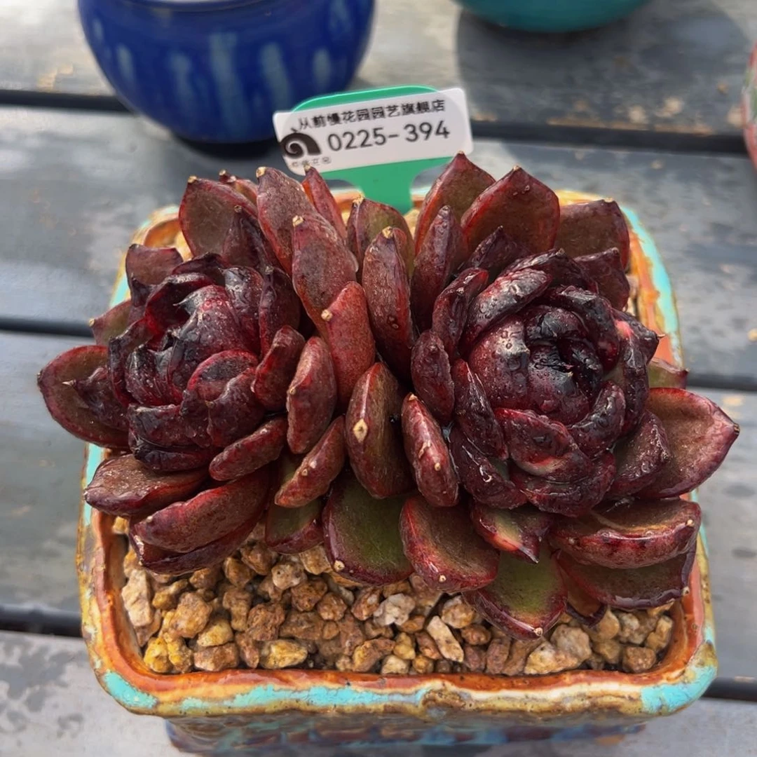 从前慢多肉精选编号0225.394