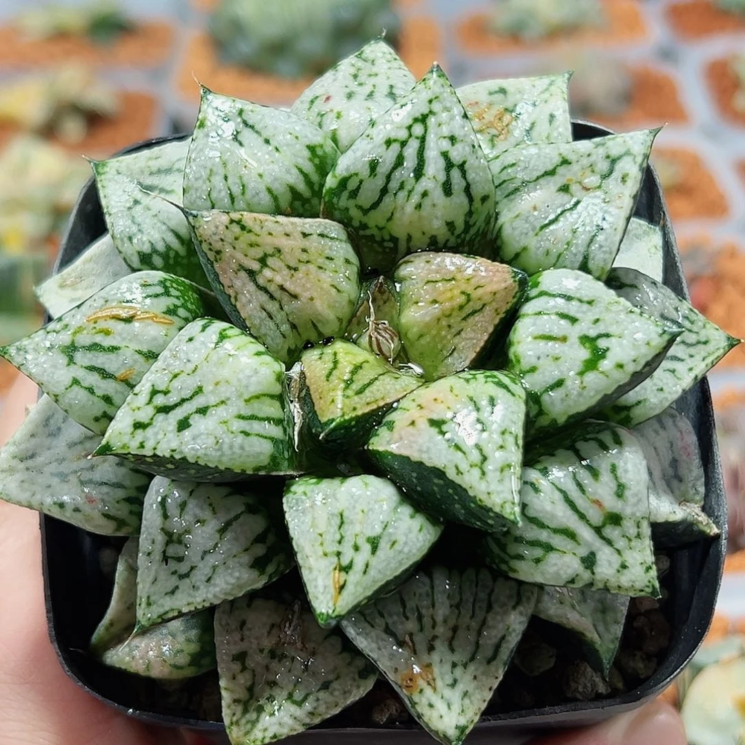 十二卷多肉潘朵拉