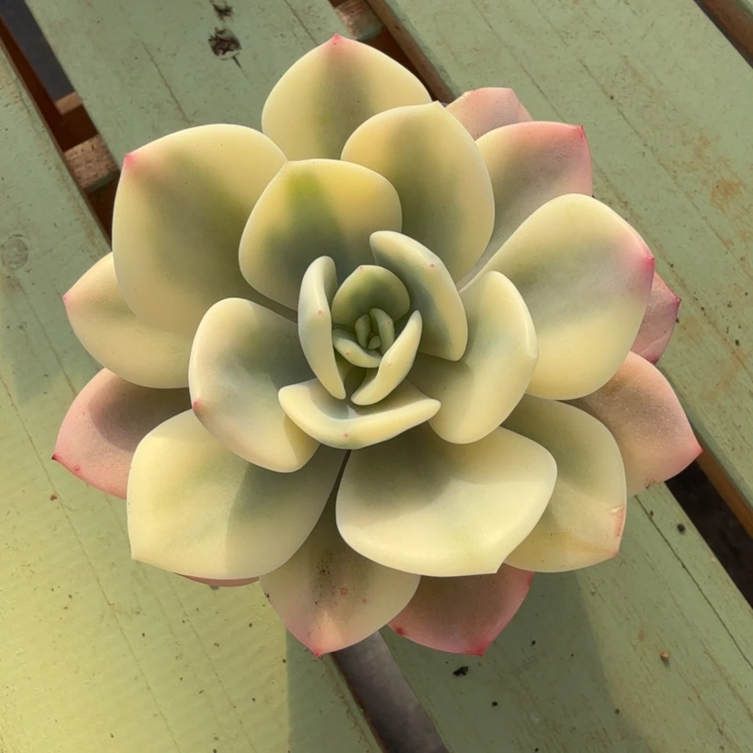 白月光锦锦上园艺一物一拍