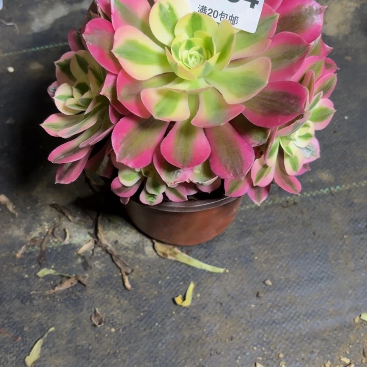 瑞妈，，，。。。134。女郎，