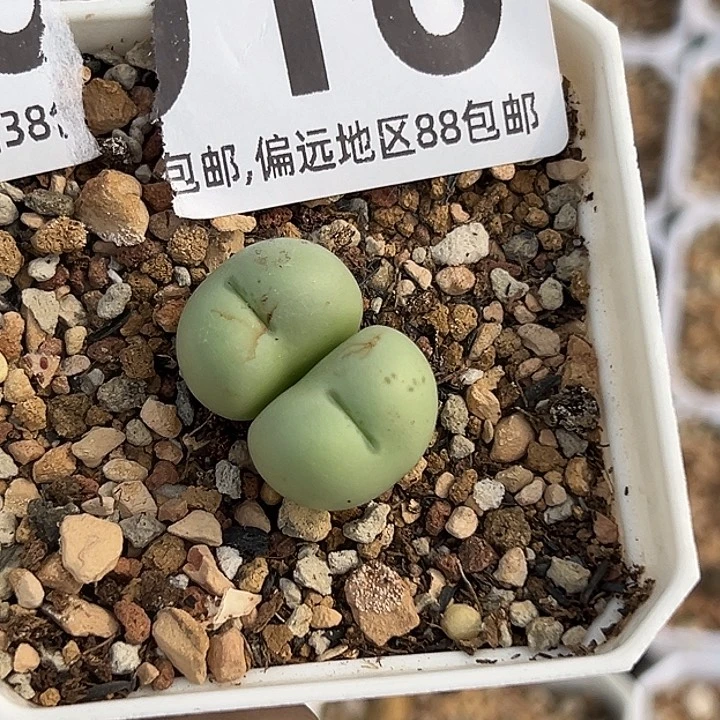 无花朵A***e918号爱心小拳拳