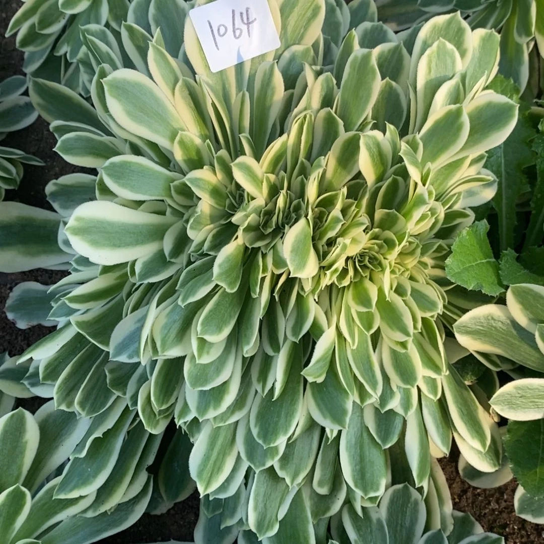 1064绿豆沙缀多肉植物