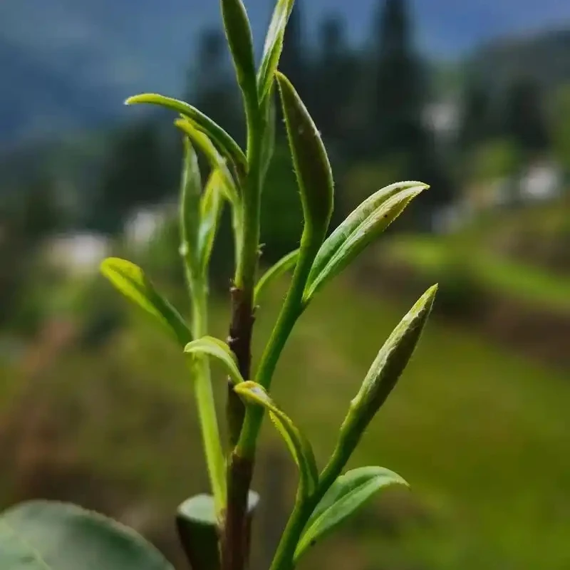 【古叶天祥】半斤素心兰正宗武夷岩茶乌龙茶