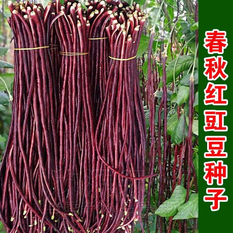 【满5包包邮】春秋红豇豆种籽特长紫红豆角种孑高产早熟四季播耐