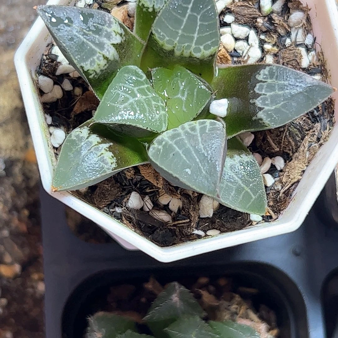 三***戟实生克十二卷多肉植物