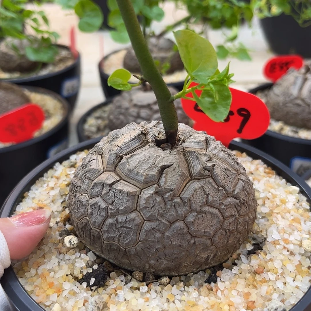 汤圆植物足球甲潜力股