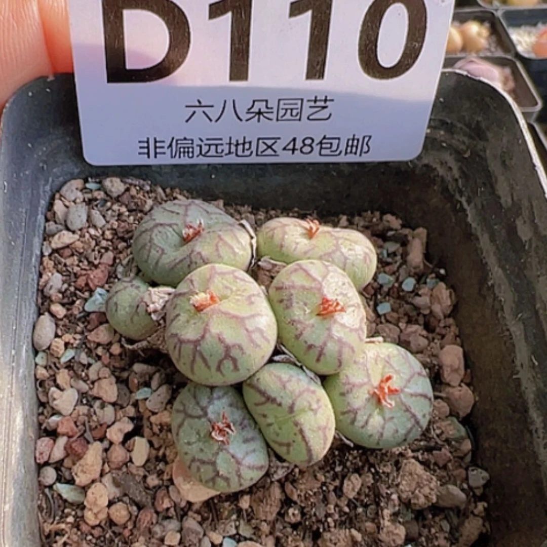 【闪购商品】猴脸青姬