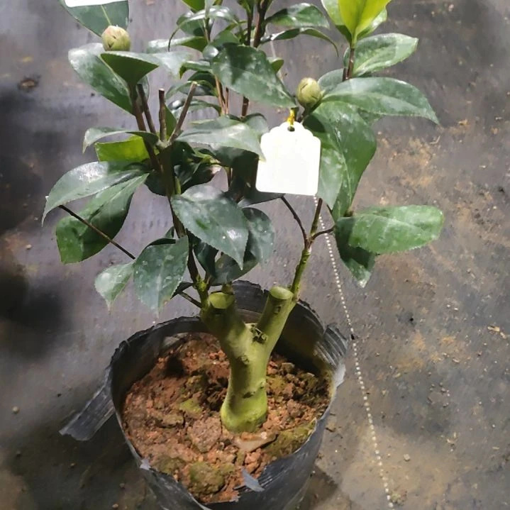 722美千，斑水屋，姚黄，原盆原土发货