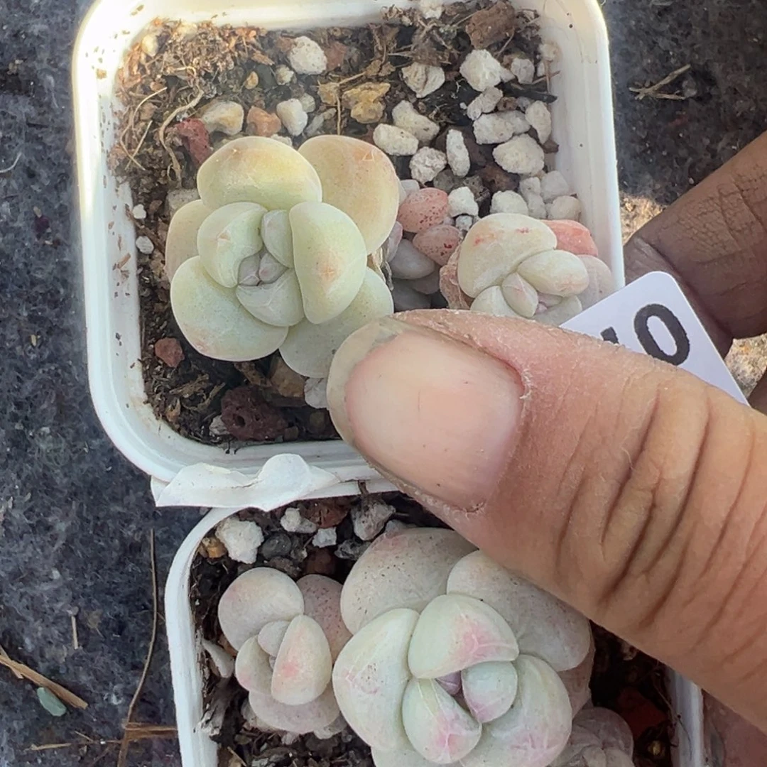 小卡拉米糖心一物一拍7-57