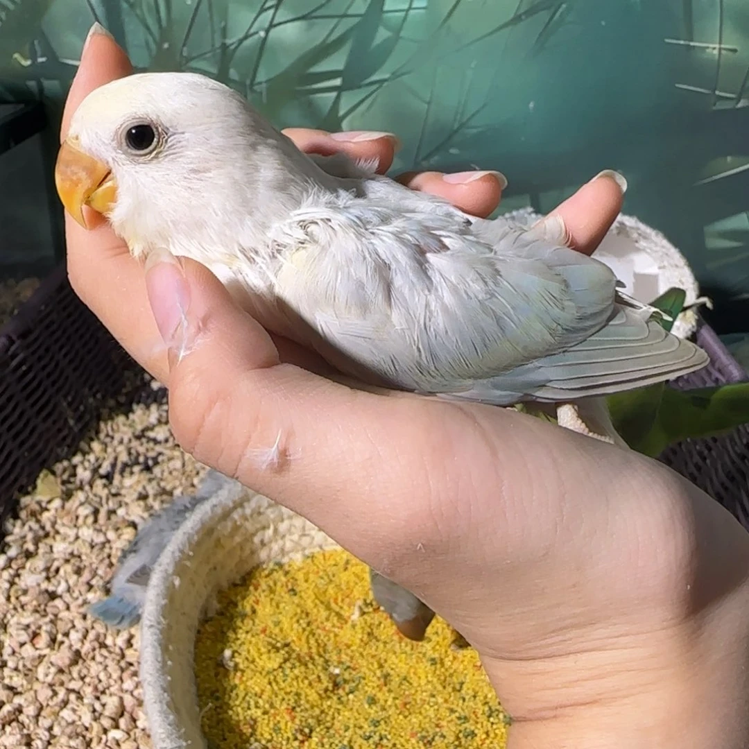 桃脸牡丹鹦鹉福利多多
