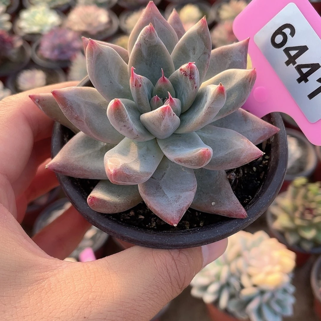 蜜卡6441号多肉植物
