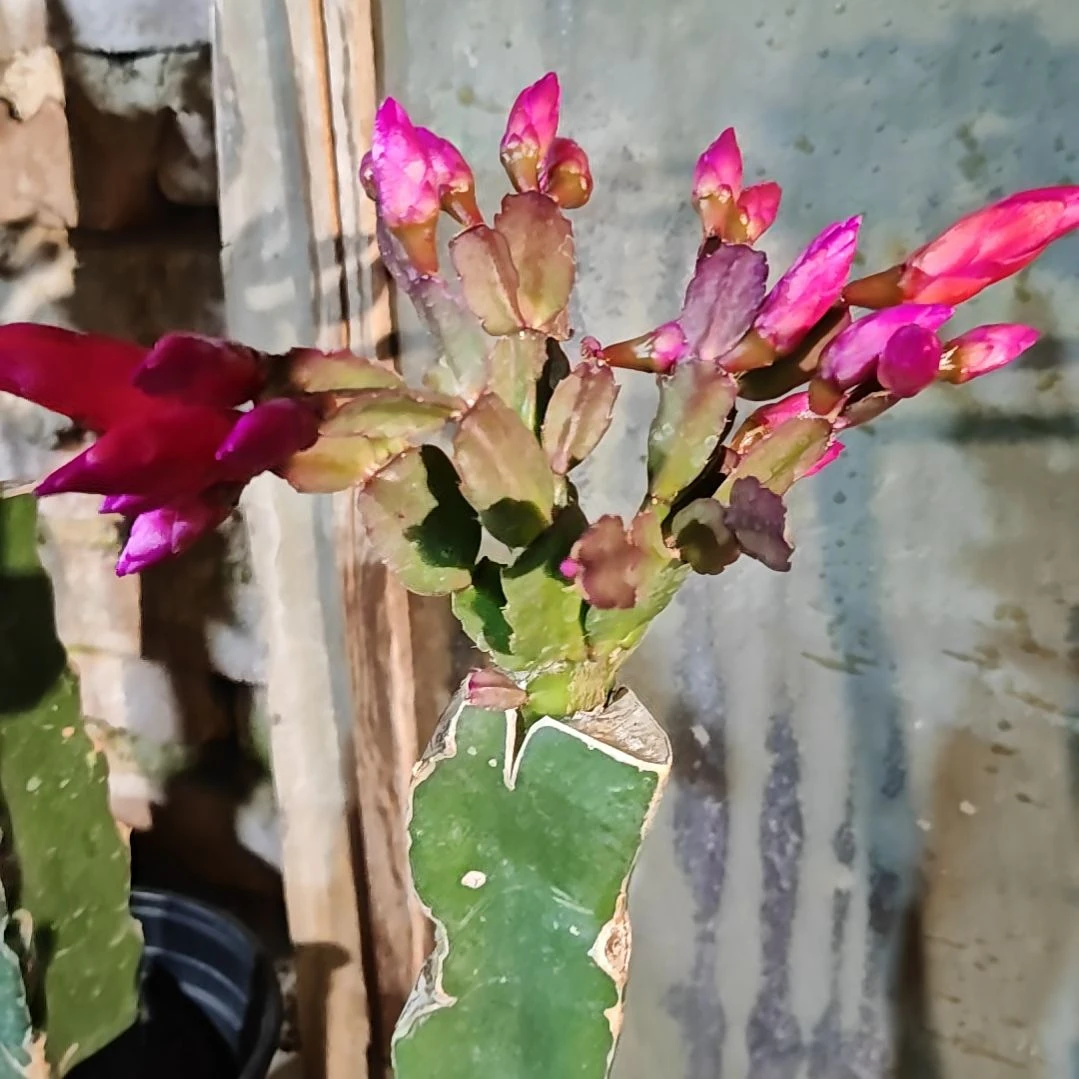 红桑巴零下五度以上包邮脱土脱盆易掉芽苞271