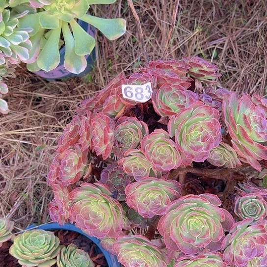 心***开多肉植物一个荷兰玫瑰